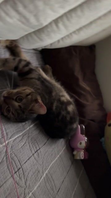 mèo lai-ngoan-dễ ăn,ngủ-quấn ng tìm chủ mới ạ. Mua bán Mèo tại Quận Long Biên Hà Nội được đăng bởi Pham phuong Lan hình 1