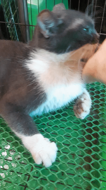 Mèo Anh lông ngắn siêu dễ thương giá rẻ. . Mua bán Mèo tại Quận Bình Thạnh Tp Hồ Chí Minh được đăng bởi Anhlinh sai gon hình 1