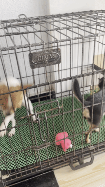 2 Bé Chó Chihuahua Cái. Mua bán Chó tại Thành phố Biên Hòa Đồng Nai được đăng bởi Tiến hình 1