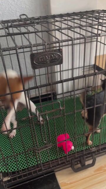 2 Bé Chó Chihuahua Cái. Mua bán Chó tại Thành phố Biên Hòa Đồng Nai được đăng bởi Tiến hình 1