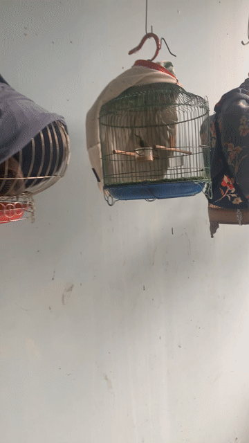 Thanh lý dàn hút mật thuần cám hót múa. Mua bán Chim tại Thành phố Thủ Đức Tp Hồ Chí Minh được đăng bởi tài hình 1