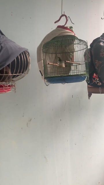 Thanh lý dàn hút mật thuần cám hót múa. Mua bán Chim tại Thành phố Thủ Đức Tp Hồ Chí Minh được đăng bởi tài hình 1