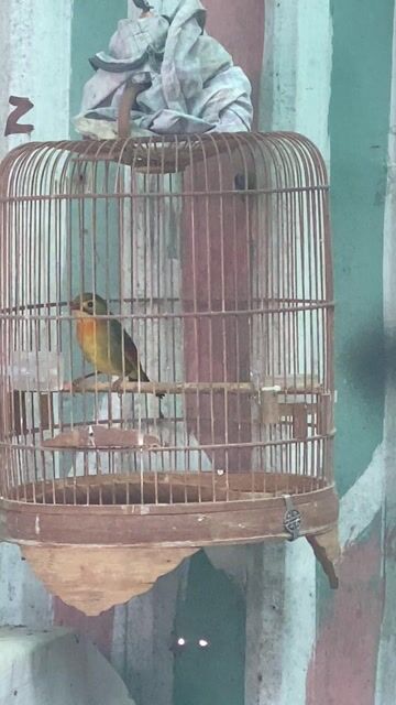 Chim Quế lâm trống màu Vàng. Mua bán Chim tại Quận 12 Tp Hồ Chí Minh được đăng bởi đinh tuân hình 1