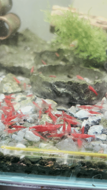Tép cảnh Bloody Mary Đỏ 0.8-1cm. Mua bán Thú cưng khác tại Thành phố Thủ Đức Tp Hồ Chí Minh được đăng bởi Huy hình 1