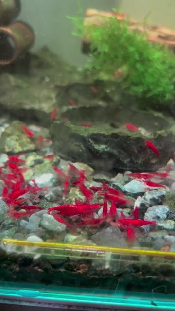 Tép cảnh Bloody Mary Đỏ 0.8-1cm. Mua bán Thú cưng khác tại Thành phố Thủ Đức Tp Hồ Chí Minh được đăng bởi Huy hình 1