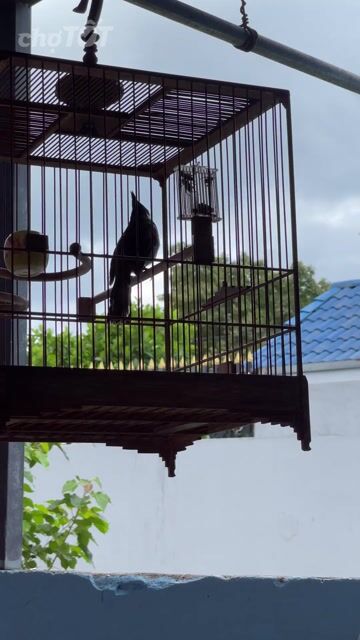 Chim chào mào hót hay màu Đen trắng. Mua bán Chim tại Quận 8 Tp Hồ Chí Minh được đăng bởi Hoang son hình 1