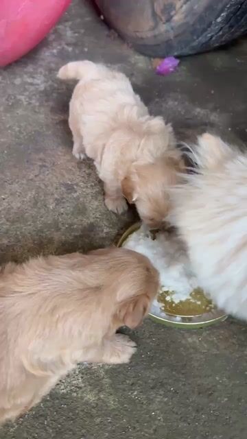 Poodle lai. Mua bán Chó tại Thành phố Buôn Ma Thuột Đắk Lắk được đăng bởi Quang Dũng hình 1