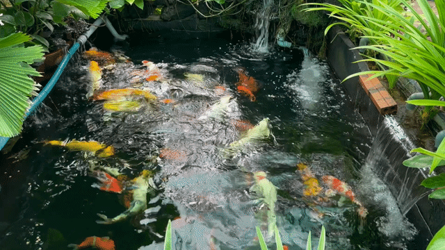 Cá Koi Lớn Đa sắc Khỏe mạnh. Mua bán Thú cưng khác tại Huyện Trảng Bom Đồng Nai được đăng bởi binh hình 1