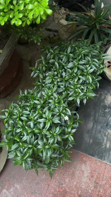Mai chỉ thiên xanh khỏe mạnh. Mua bán Cây cảnh, đồ trang trí tại Thành phố Thủ Đức Tp Hồ Chí Minh được đăng bởi Anh Tuyet Pham hình 1