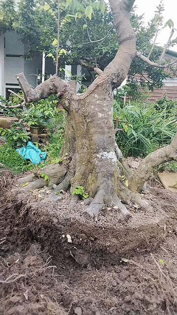 Khế chua hoành 120. Mua bán Cây cảnh, đồ trang trí tại Quận 11 Tp Hồ Chí Minh được đăng bởi đăng khoa hình 1