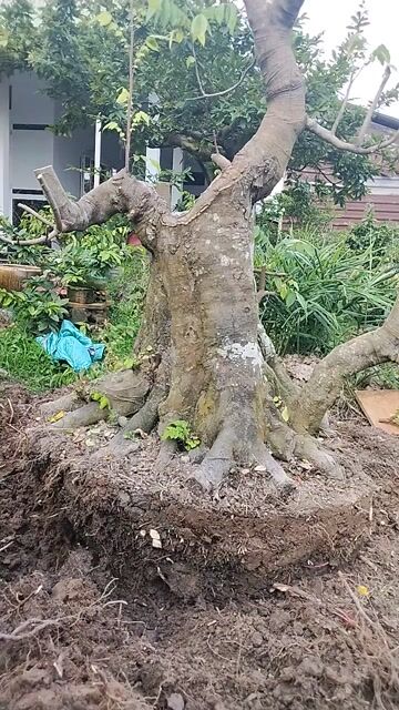 Khế chua hoành 120. Mua bán Cây cảnh, đồ trang trí tại Quận 11 Tp Hồ Chí Minh được đăng bởi đăng khoa hình 1