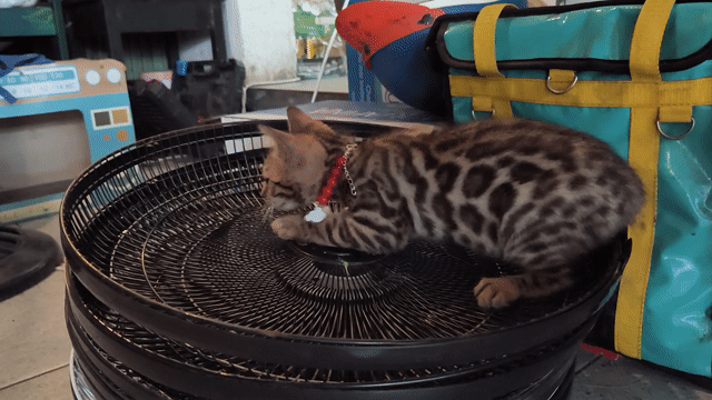 Mèo Bengal đực 4 tháng đốm vằn đã tiêm 1 mũi. Mua bán Mèo tại Quận Gò Vấp Tp Hồ Chí Minh được đăng bởi Ngân hình 1