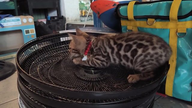 Mèo Bengal đực 4 tháng đốm vằn đã tiêm 1 mũi. Mua bán Mèo tại Quận Gò Vấp Tp Hồ Chí Minh được đăng bởi Ngân hình 1