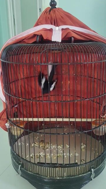 chim tuyển đẹp. Mua bán Chim tại Huyện Bình Chánh Tp Hồ Chí Minh được đăng bởi thiện chim than hình 1