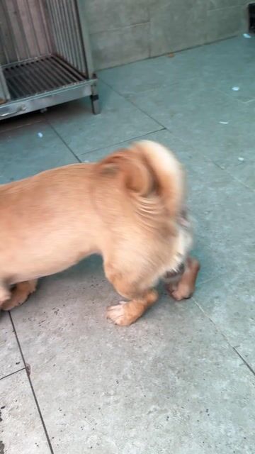 Chó Lai Phốc Sóc đực 5kg. Mua bán Chó tại Quận Tân Bình Tp Hồ Chí Minh được đăng bởi Huy Hanh hình 1