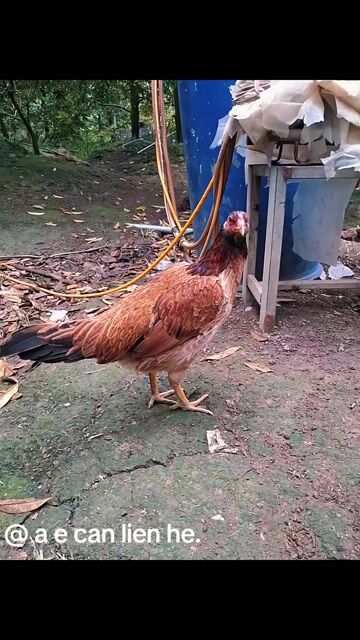 Gà Thái cái 2.3kg. Mua bán Gà tại Huyện Châu Thành Bến Tre được đăng bởi Huy Khon hình 1