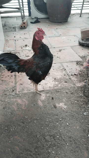 Gà tre Bắc mini trống trên 1 năm. Mua bán Gà tại Quận 5 Tp Hồ Chí Minh được đăng bởi Phạm minh duc hình 1