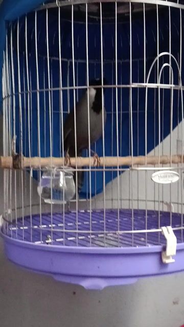 bộ chim Bạc bộ trung. Mua bán Chim tại Huyện Nhà Bè Tp Hồ Chí Minh được đăng bởi Trung hình 1