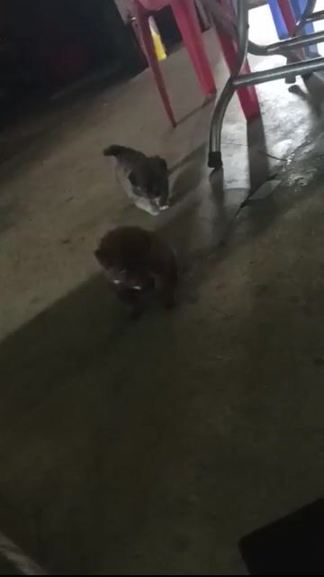 Chó Nhật đực cái 4 con nhiều màu. Mua bán Chó tại Huyện Cần Đước Long An được đăng bởi Trương Lâm Phát hình 1