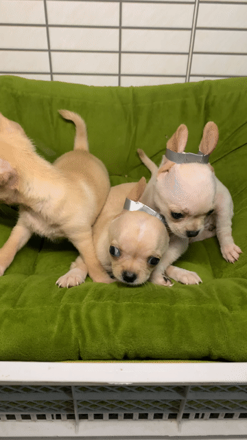 Chó Chihuahua Trắng kem Chó con. Mua bán Chó tại Quận 8 Tp Hồ Chí Minh được đăng bởi Nguyễn Mạnh  hình 1