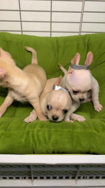 Chó Chihuahua Trắng kem Chó con. Mua bán Chó tại Quận 8 Tp Hồ Chí Minh được đăng bởi Nguyễn Mạnh  hình 1