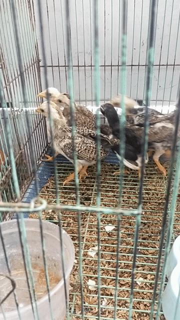 Gà tre Bắc 2 tháng 8pé. Mua bán Gà tại Quận Ninh Kiều Cần Thơ được đăng bởi vô tận hình 1