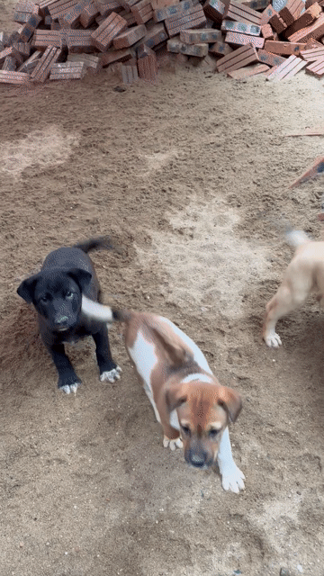 Bán 3 Con Chó Lai Béc Nòi To. Mua bán Chó tại Thành phố Vinh Nghệ An được đăng bởi Hoàng Anh Hoàng Huy Ơi hình 1