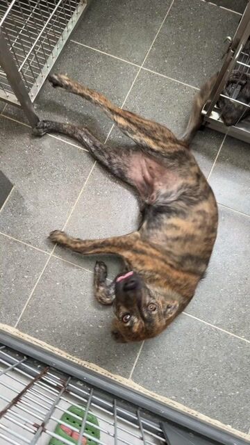 chó phú quốc vện lửa 4 tháng rưỡi. Mua bán Chó tại Quận 12 Tp Hồ Chí Minh được đăng bởi QB SHOP PETS hình 1