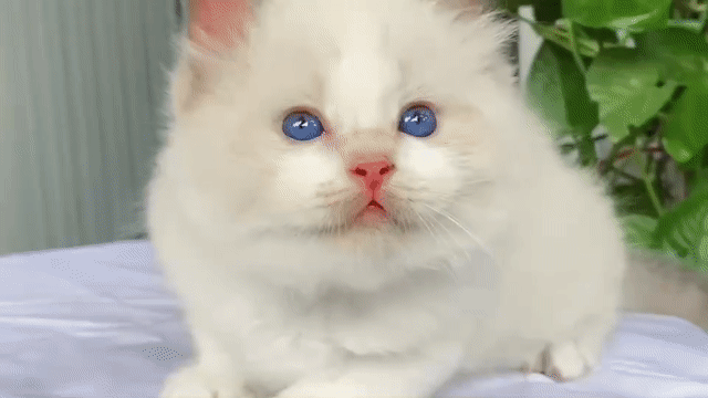 Mèo Ragdoll Trắng mắt xanh dương. Mua bán Mèo tại Quận Ba Đình Hà Nội được đăng bởi Hẻm của Jun hình 1