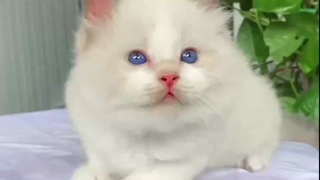 Mèo Ragdoll Trắng mắt xanh dương. Mua bán Mèo tại Quận Ba Đình Hà Nội được đăng bởi Hẻm của Jun hình 1