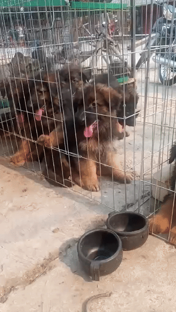 Chó Becgie lớn đã tiêm. Mua bán Chó tại Huyện Bình Chánh Tp Hồ Chí Minh được đăng bởi Trường Bùi nguyên hình 1