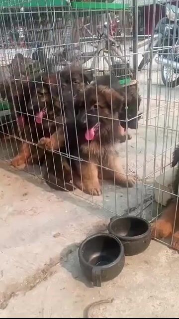 Chó Becgie lớn đã tiêm. Mua bán Chó tại Huyện Bình Chánh Tp Hồ Chí Minh được đăng bởi Trường Bùi nguyên hình 1