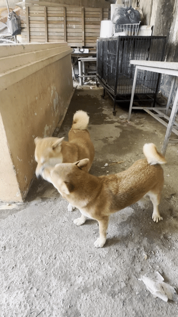 2 bé Shiba Inu. Mua bán Chó tại Thành phố Rạch Giá Kiên Giang được đăng bởi Phong Anh hình 1