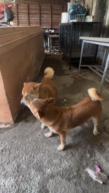 2 bé Shiba Inu. Mua bán Chó tại Thành phố Rạch Giá Kiên Giang được đăng bởi Phong Anh hình 1
