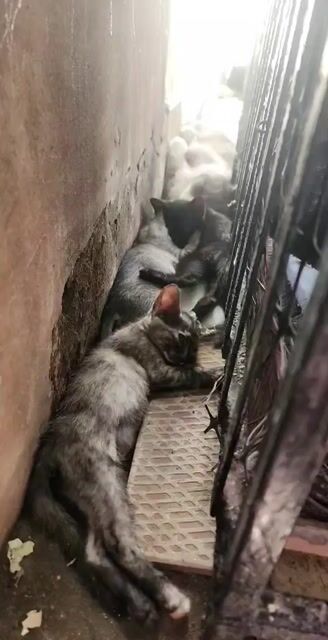 bán mèo con. Mua bán Mèo tại Huyện Gia Lâm Hà Nội được đăng bởi Li Đỗ hình 1