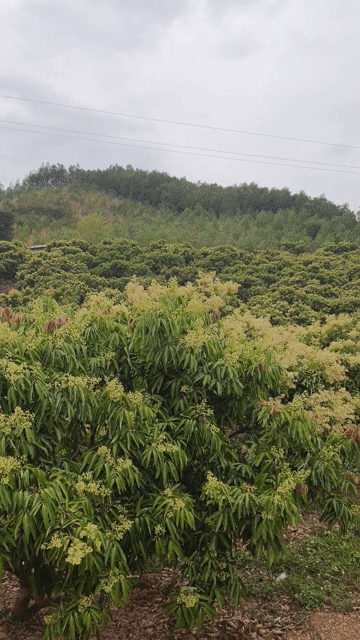 Mật ong Hoa vải nguyên chất 1 lít. Mua bán Đồ ăn, thực phẩm và các loại khác tại Huyện Lục Ngạn Bắc Giang được đăng bởi Trang Chít hình 1