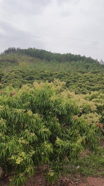 Mật ong Hoa vải nguyên chất 1 lít. Mua bán Đồ ăn, thực phẩm và các loại khác tại Huyện Lục Ngạn Bắc Giang được đăng bởi Trang Chít hình 1