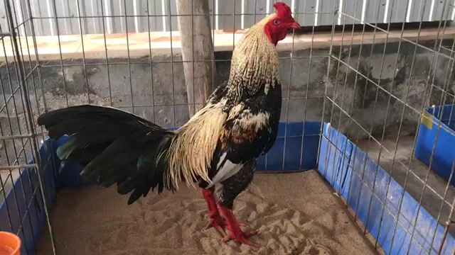 Gà chọi Asil Mỹ Việt 3.2kg. Mua bán Gà tại Huyện Phước Long Bạc Liêu được đăng bởi Út Gà  hình 1