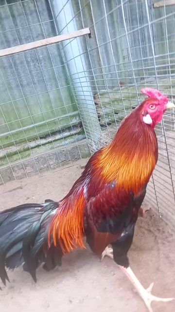 Việt lai 3.5kg. Mua bán Gà tại Huyện Tân Hiệp Kiên Giang được đăng bởi Tuyến  hình 1