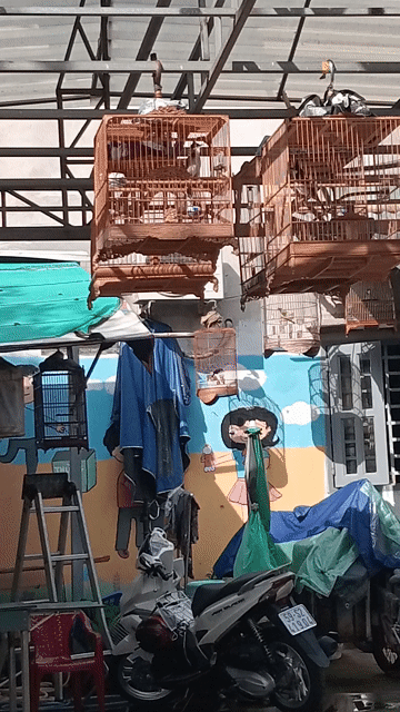 Chim chào mào mùa 2. Mua bán Chim tại Quận 8 Tp Hồ Chí Minh được đăng bởi tang đuc hieu hình 1