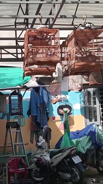 Chim chào mào mùa 2. Mua bán Chim tại Quận 8 Tp Hồ Chí Minh được đăng bởi tang đuc hieu hình 1