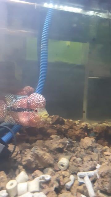 Cá La Hán Đỏ 2.5 ngón. Mua bán Thú cưng khác tại Quận 12 Tp Hồ Chí Minh được đăng bởi Thanh Lâm hình 1