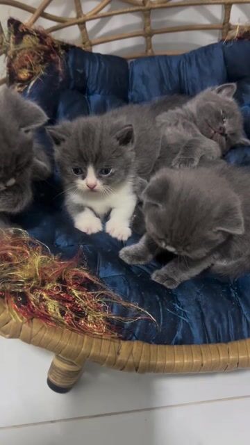 Mèo Munchkin Bicolor Xám trắng. Mua bán Mèo tại Quận 12 Tp Hồ Chí Minh được đăng bởi Hữu Sting Dâu hình 1