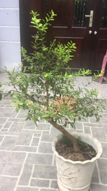 Cây cảnh Hải châu Đà Nẵng. Mua bán Cây cảnh, đồ trang trí tại Quận Ngũ Hành Sơn Đà Nẵng được đăng bởi A Quang hình 1