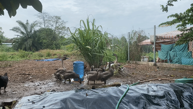 Ngỗng sư tử lai. Mua bán Thú cưng khác tại Thành phố Thuận An Bình Dương được đăng bởi Quốc Huy hình 1