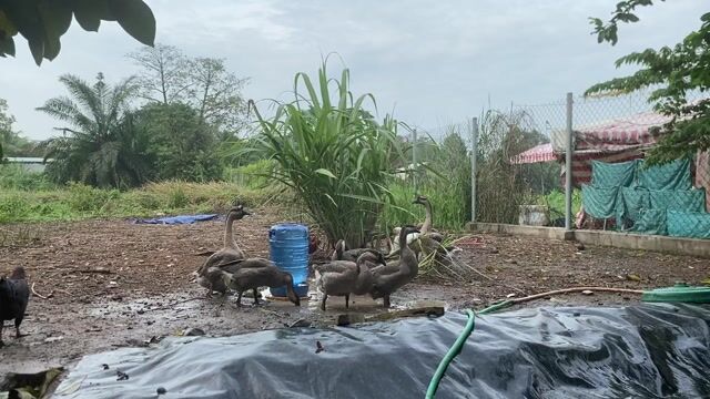 Ngỗng sư tử lai. Mua bán Thú cưng khác tại Thành phố Thuận An Bình Dương được đăng bởi Quốc Huy hình 1