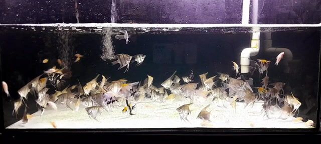 Cá Thần Tiên Mana, Koi 3 Màu. Mua bán Thú cưng khác tại Quận Bình Thạnh Tp Hồ Chí Minh được đăng bởi Ngọc Duyên Aquarium hình 1