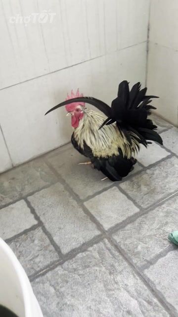Gà thái. Mua bán Gà tại Quận Gò Vấp Tp Hồ Chí Minh được đăng bởi Văn Thức hình 1