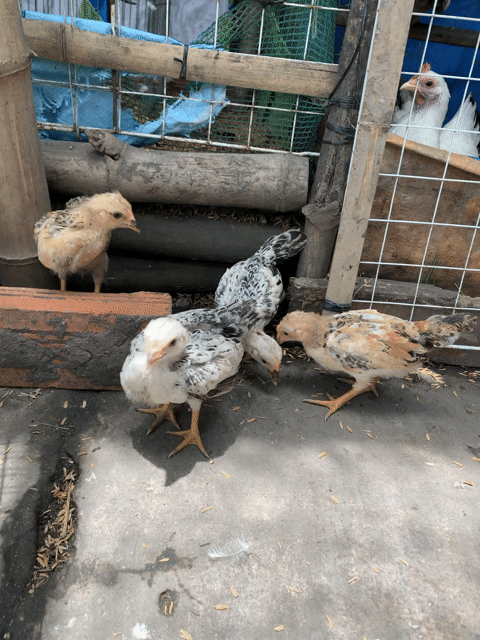 chia 4 em tre bắc 2-3 tháng tuổi. Mua bán Gà tại Thị xã Bình Minh Vĩnh Long được đăng bởi Vinh gà kiểng Vĩnh Long hình 1