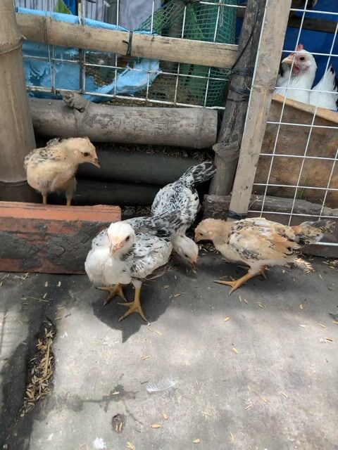chia 4 em tre bắc 2-3 tháng tuổi. Mua bán Gà tại Thị xã Bình Minh Vĩnh Long được đăng bởi Vinh gà kiểng Vĩnh Long hình 1